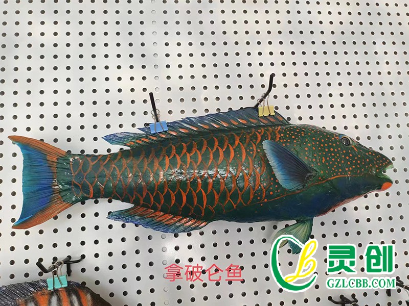 拿破侖魚標(biāo)本