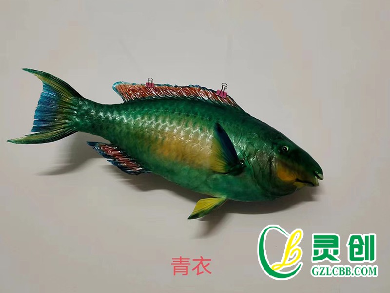 青衣魚標(biāo)本