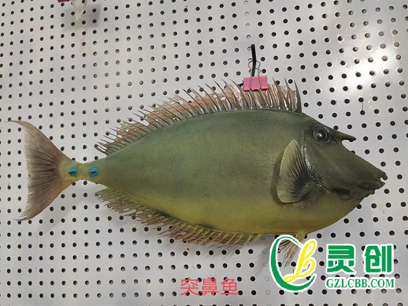 突鼻魚標(biāo)本