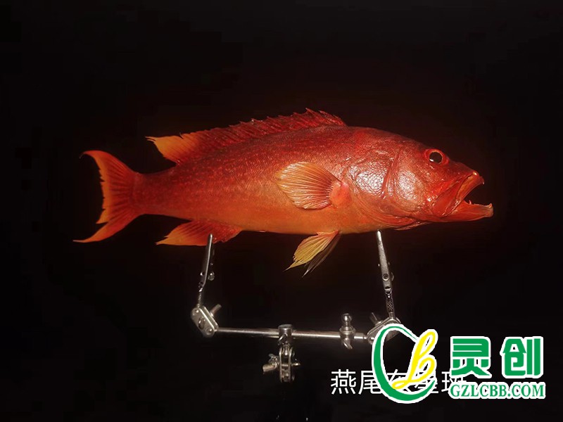 燕尾東星斑魚標(biāo)本