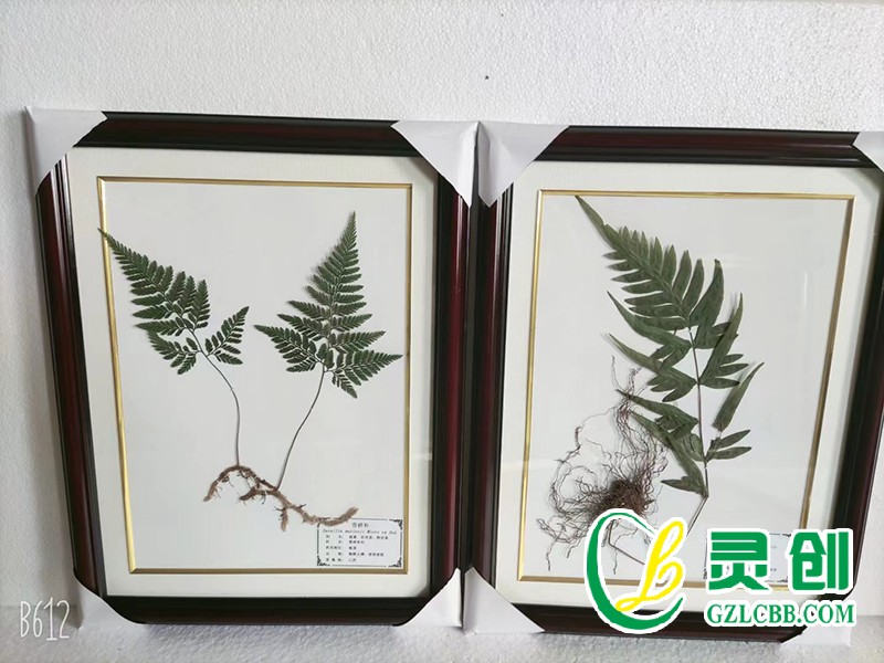 植物保色臘葉標(biāo)本