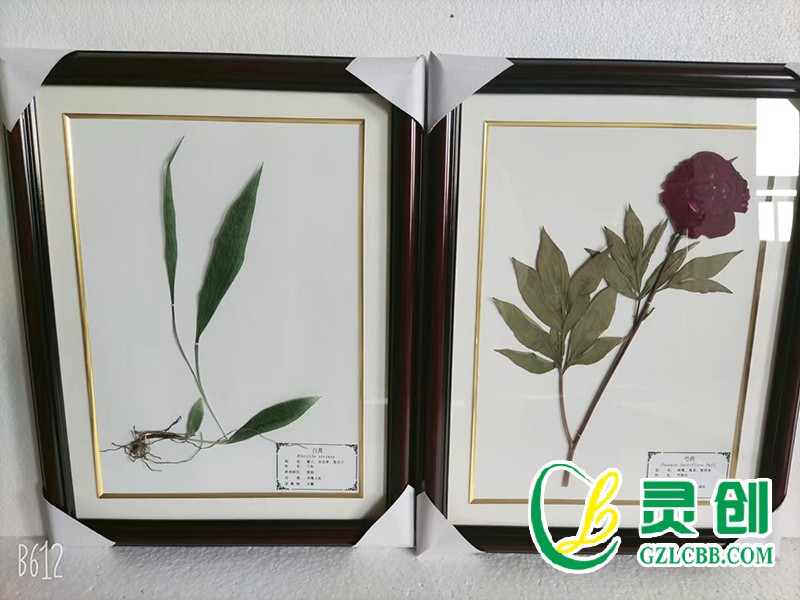 植物保色臘葉標(biāo)本