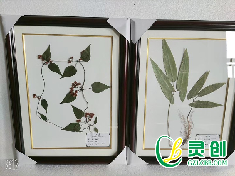 植物保色臘葉標(biāo)本