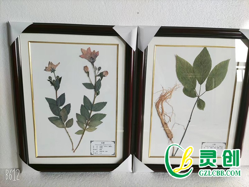 植物保色臘葉標(biāo)本